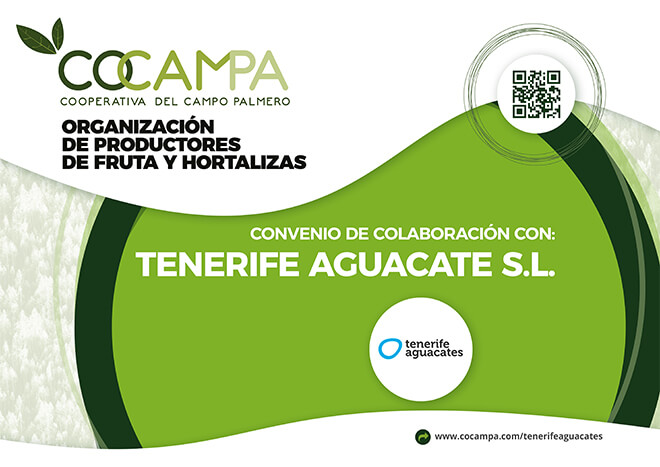 tenerifeaguacates