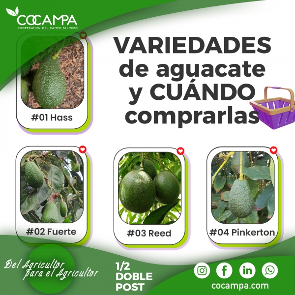 Variedades de aguacate y cu&aacute;ndo comprarlas