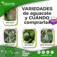 Variedades de aguacate y cu&aacute;ndo comprarlas