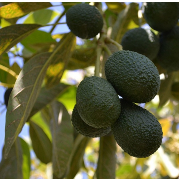 Asaga Canarias advierte a los agricultores que la mala praxis est&aacute; desprestigiando al aguacate canario