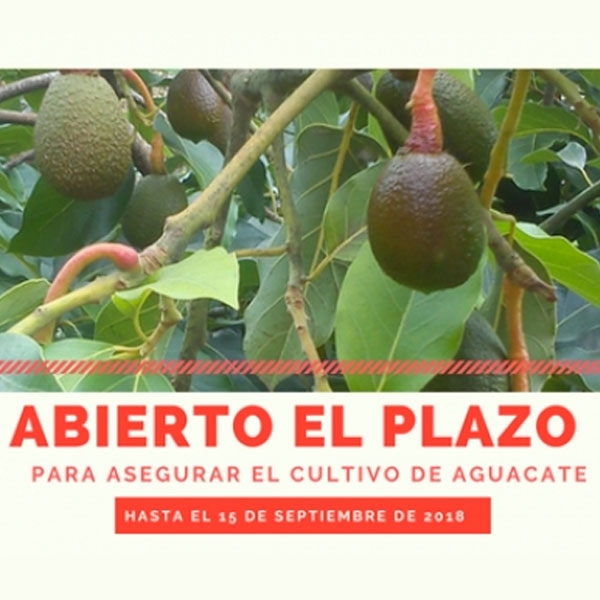 Solicita tu seguro de aguacates