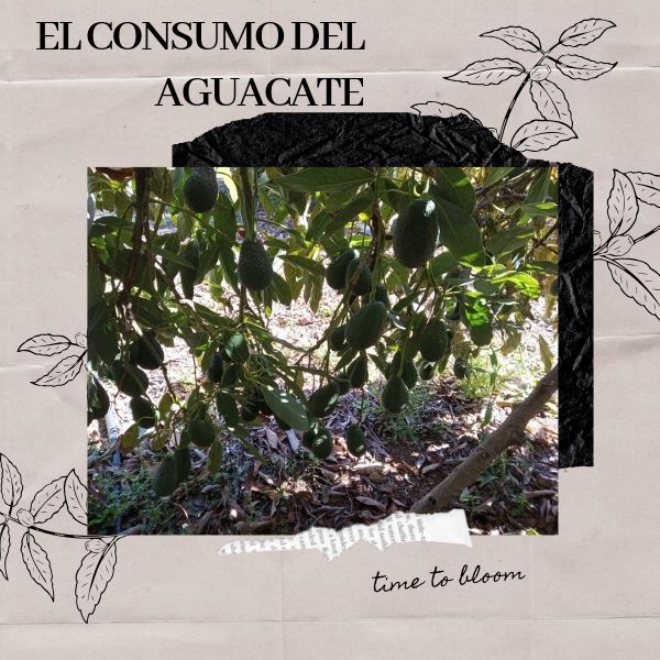 El consumo de aguacate en Europa alcanzar&aacute; al de EE UU en ocho a&ntilde;os