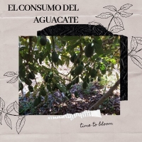 El consumo de aguacate en Europa alcanzar&aacute; al de EE UU en ocho a&ntilde;os