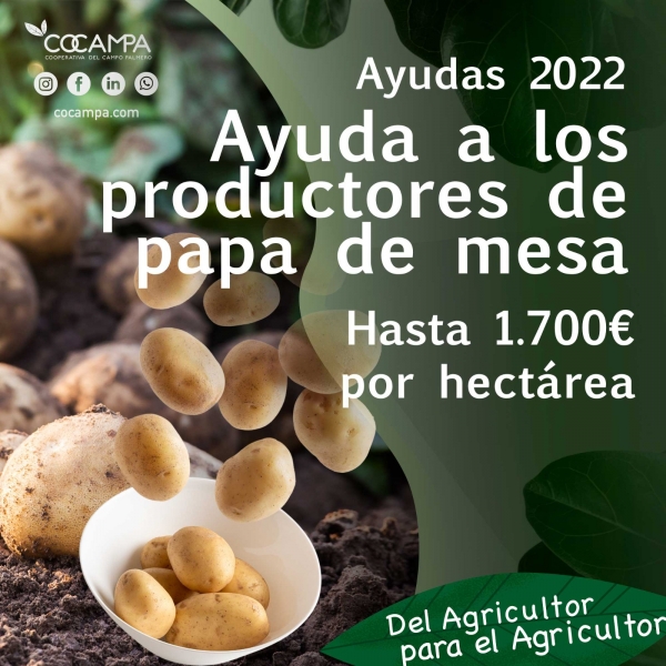 Ayuda por Superficie a los productores de papa de mesa 2022