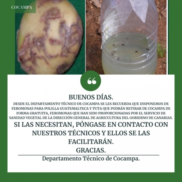 Feromonas Polilla Guatemalteca /Tuta